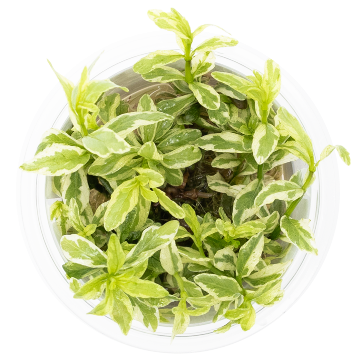 HYGROPHILA POLYSPERMA WHITE TROPICA