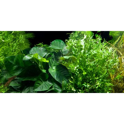 MICROSORUM e ANUBIAS su legno TROPICA