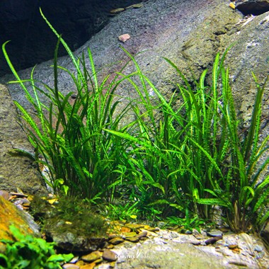CRYPTOCORYNE CRISPATULA