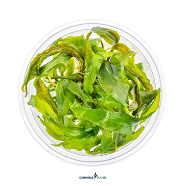 CRYPTOCORYNE USTERIANA DENNERLE PLANTS