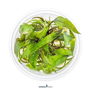 CRYPTOCORYNE X PURPUREA DENNERLE PLANTS