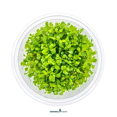 GLOSSOSTIGMA ELATINOIDES DENNERLE PLANTS