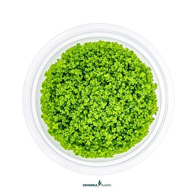 HEMIANTHUS CALLITRICHOIDES CUBA DENNERLE PLANTS
