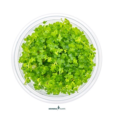 HYDROCOTYLE TRIPARTITA MINI DENNERLE PLANTS