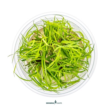 JUNCUS REPENS DENNERLE PLANTS