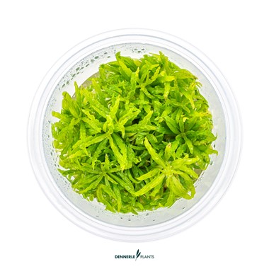 POGOSTEMON HELFERI