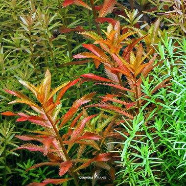 PROSERPINACA PALUSTRIS