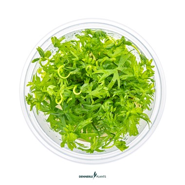 RANUNCULUS INUNDATUS DENNERLE PLANTS