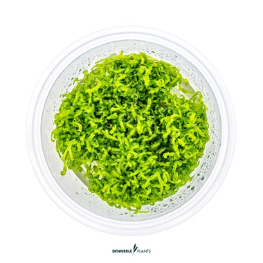 RICCIA FLUITANS DENNERLE PLANTS