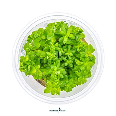 ROTALA INDICA BONSAI DENNERLE PLANTS
