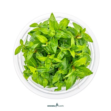 STAUROGYNE REPENS DENNERLE PLANTS