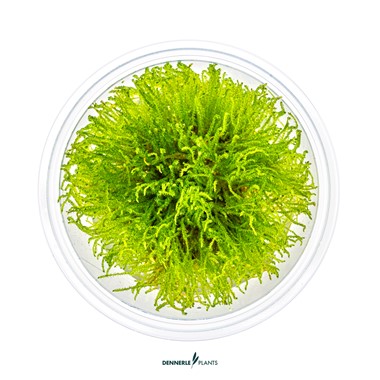 TAXIPHYLLUM SPEC. GIANT