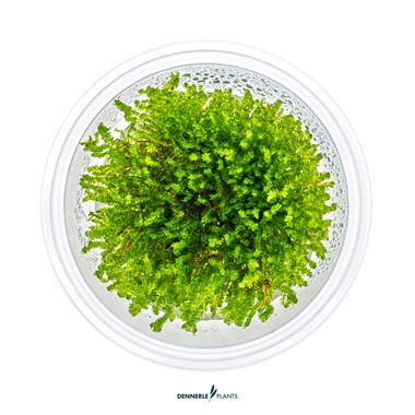 VESICULARIA FERRIEI WEEPING MOSS DENNERLE PLANTS