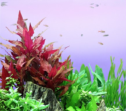 ALTERNANTHERA REINECKII RED