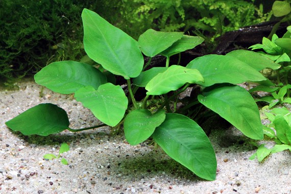 ANUBIAS BARTERI VAR. NANA