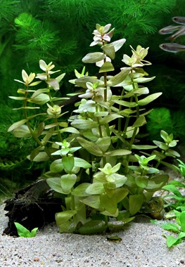 BACOPA CAROLINIANA DENNERLE PLANTS