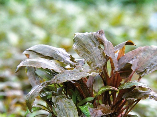 CRYPTOCORYNE BECKETTII DENNERLE PLANTS