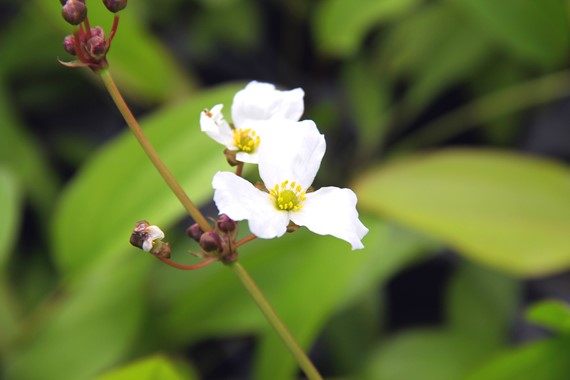 ECHINODORUS GREEN CHAMELEON DENNERLE PLANTS