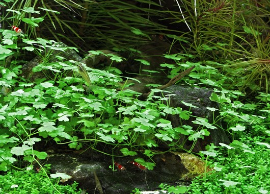 HYDROCOTYLE CF. TRIPARTITA DENNERLE PLANTS