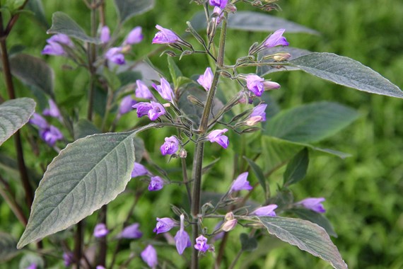 HYGROPHILA CORYMBOSA