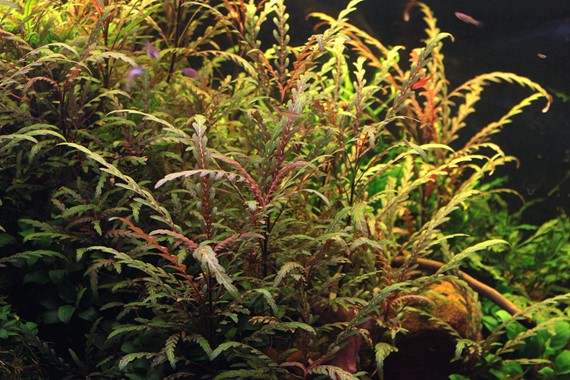 HYGROPHILA PINNATIFIDA