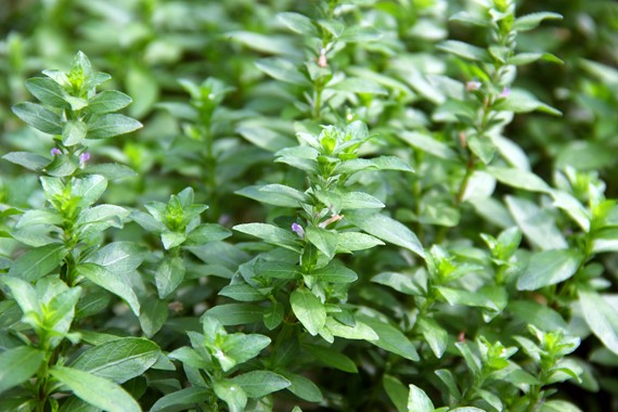 HYGROPHILA POLYSPERMA DENNERLE PLANTS
