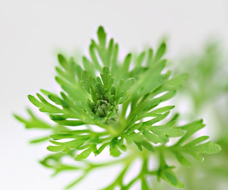 LIMNOPHILA SESSIFLORA DENNERLE PLANTS