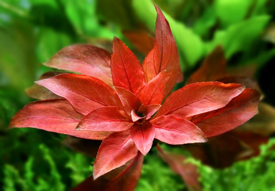 LUDWIGIA REPENS RUBIN DENNERLE PLANTS