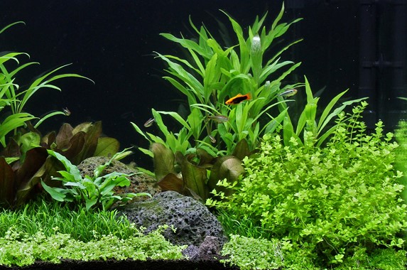 MICRANTHEMUM UMBROSUM DENNERLE PLANTS