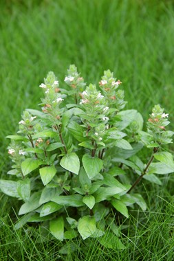 STAUROGYNE REPENS DENNERLE PLANTS