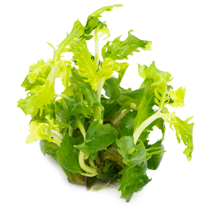 HYGROPHILA DIFFORMIS TROPICA