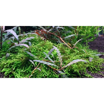 HYGROPHILA PINNATIFADA and MUSK