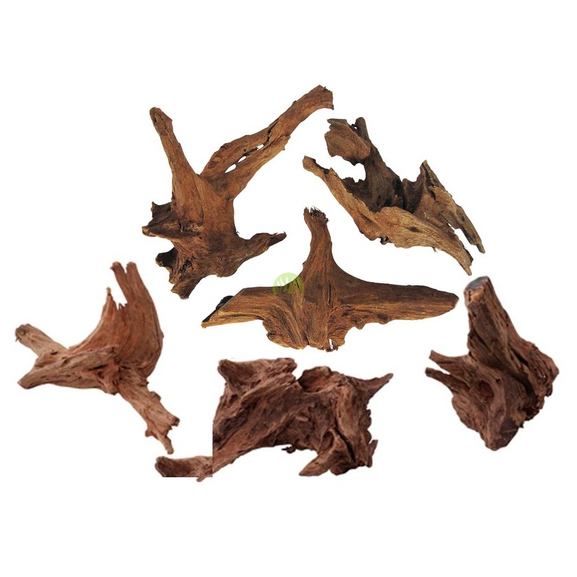 RADICE PALETUVIERE 15/25cm