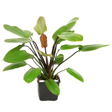 ECHINODORUS BARTHII XL TROPICA