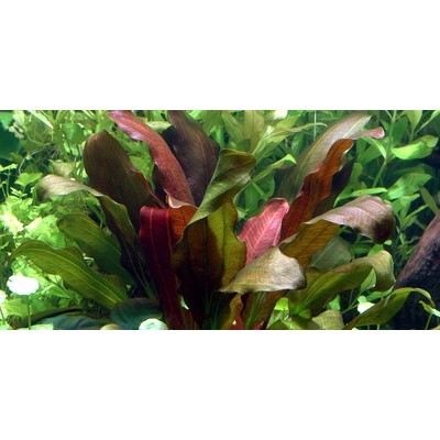 ECHINODORUS BARTHII XL TROPICA