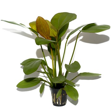 ECHINODORUS  Barthii