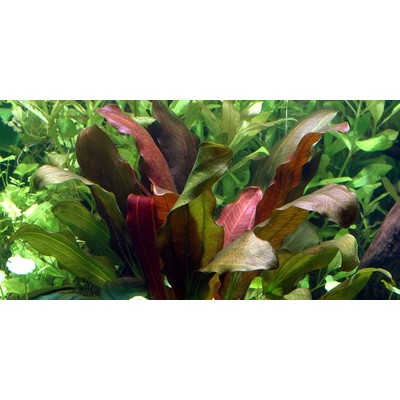 ECHINODORUS  Barthii
