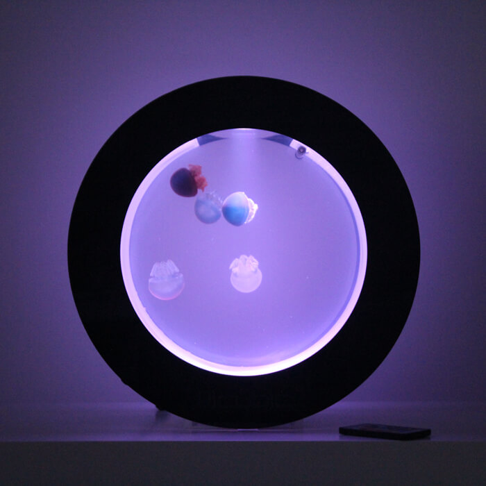 O16 JELLYFISH BLACK jellyfish aquarium