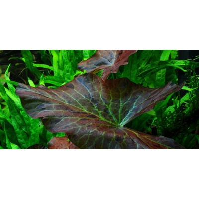 NYMPHAEA LOTUS TROPICA