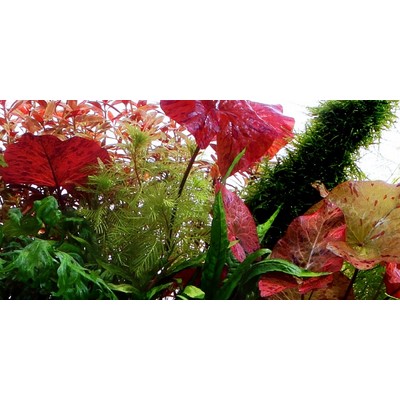 NYMPHAEA LOTUS TROPICA