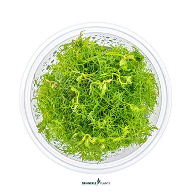 RANUNCULUS INUNDATUS DENNERLE PLANTS