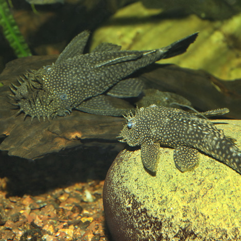 PRONOVO PLECO WAFER XL 250ML 
