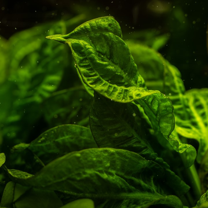 ECHINODORUS GRISEBACHII TROPICA
