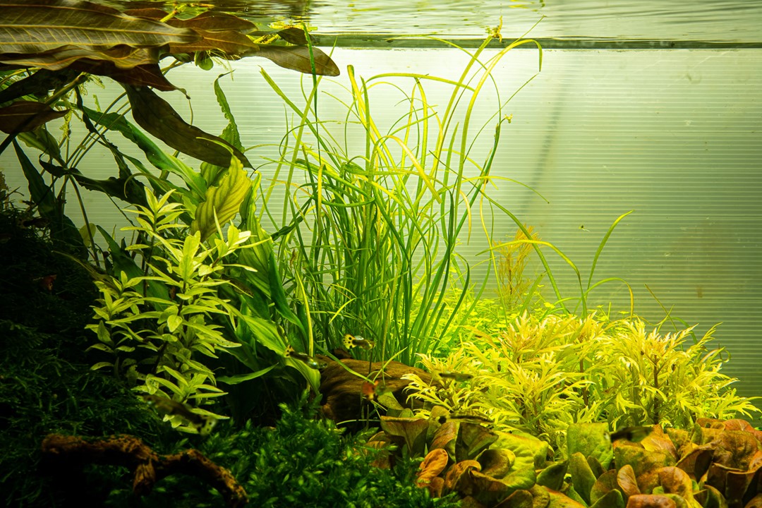 SAGITTARIA SUBULATA NEEDLE LEAF