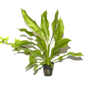 ECHINODORUS GRISEBACHII BLEHERAE TROPICA