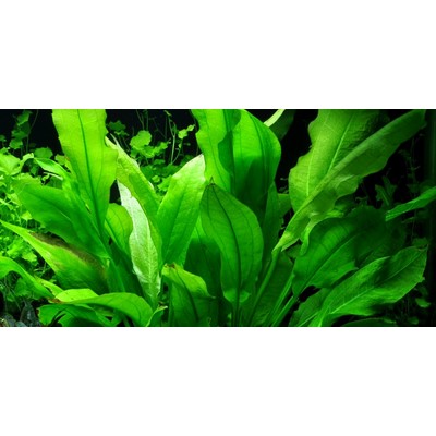 ECHINODORUS GRISEBACHII BLEHERAE TROPICA