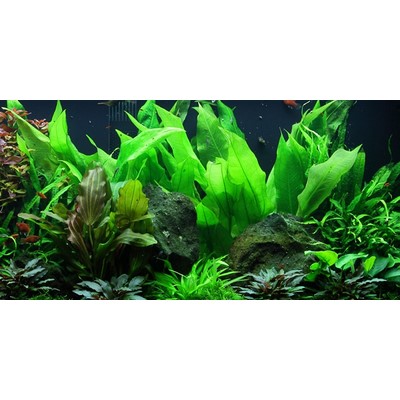 ECHINODORUS GRISEBACHII BLEHERAE TROPICA