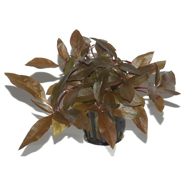 ALTERNANTHERA REINECKII Pink