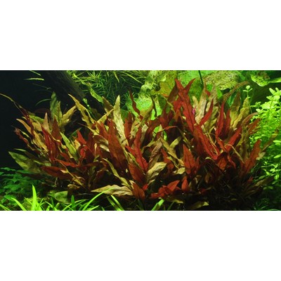 ALTERNANTHERA REINECKII Pink