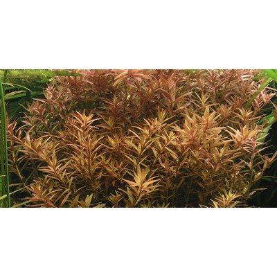 ROTALA ROTUNDIFOLIA GREEN